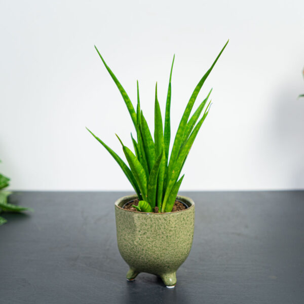 sansevieria-kirkii sansevieria-kirkii