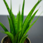 sansevieria-kirkii