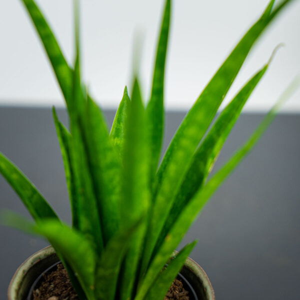 sansevieria-kirkii sansevieria-kirkii