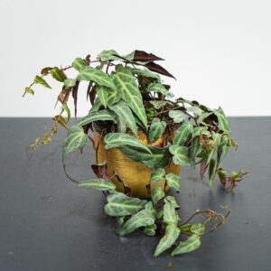 parthenocissus-amazonica