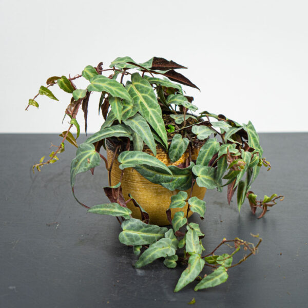 parthenocissus-amazonica