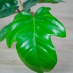 philodendron-squamiferum-baby