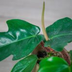 philodendron-squamiferum-baby