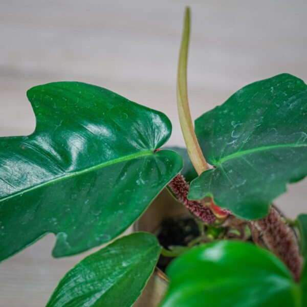 philodendron-squamiferum-baby philodendron-squamiferum-baby