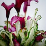 zantedeschia-frozen-queen-kalla