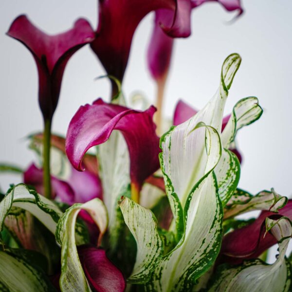 zantedeschia-frozen-queen-kalla zantedeschia-frozen-queen-kalla