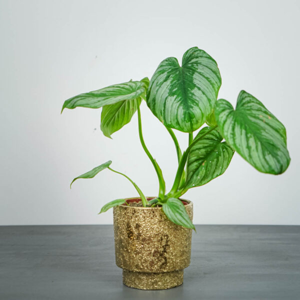 philodendron-mamei-silver philodendron-mamei-silver