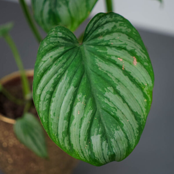 philodendron-mamei-silver philodendron-mamei-silver