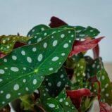 begonia-maculata-wightii