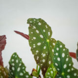 begonia-maculata-wightii