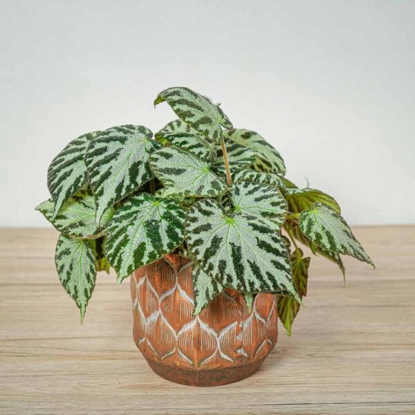begonia-silver-jewel begonia-silver-jewel