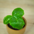 philodendron-atomn-baby