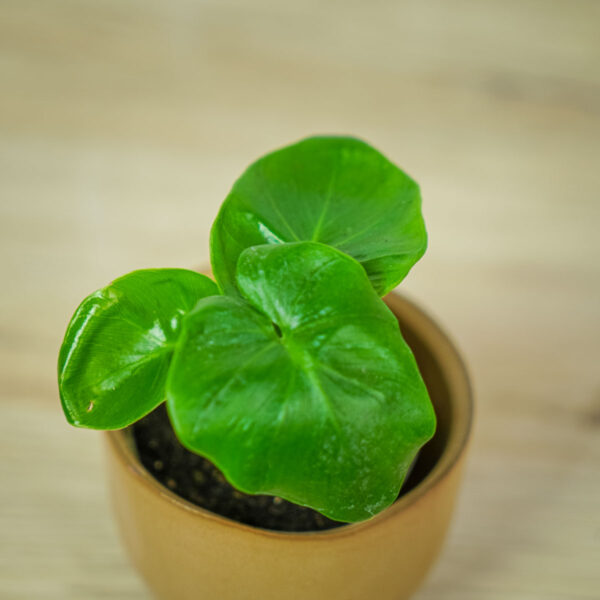philodendron-atomn-baby (2) philodendron-atomn-baby