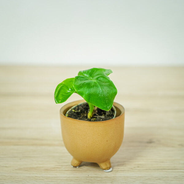 philodendron-atomn-baby