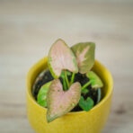 syngonium-pink-allusion