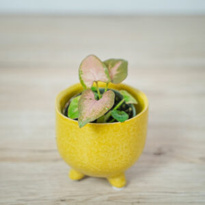 syngonium-pink-allusion