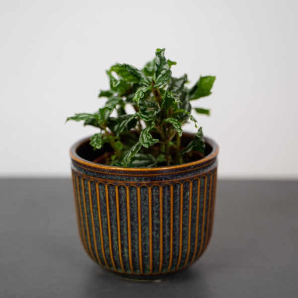pilea-cadierei pilea-cadierei