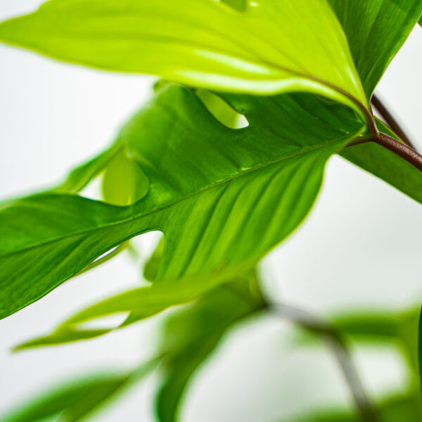 philodendron-pedatum philodendron-pedatum