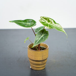 alokazja-longiloba-baby-alocasia