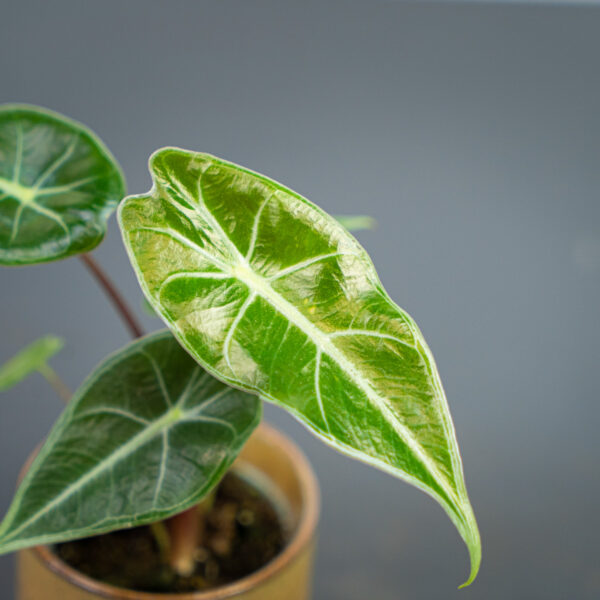alokazja-longiloba-baby-alocasia alokazja-longiloba-baby-alocasia