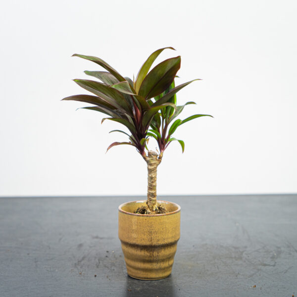 kordylina-fruticosa-purple-compacta-baby-cordyline