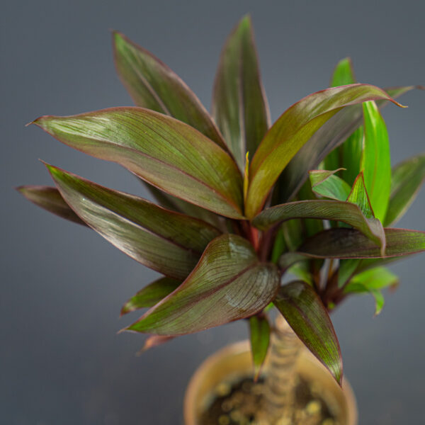 kordylina-fruticosa-purple-compacta-baby-cordyline kordylina-fruticosa-purple-compacta-baby-cordyline