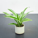 dracena-deremensis-white-jewel-baby-dracaena