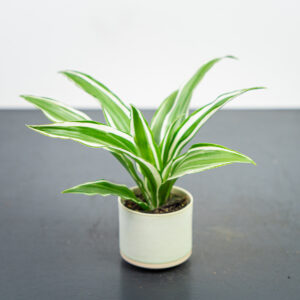 dracena-deremensis-white-jewel-baby-dracaena
