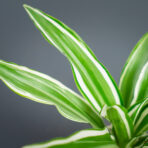 dracena-deremensis-white-jewel-baby-dracaena
