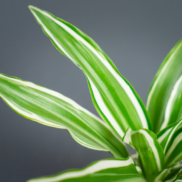 dracena-deremensis-white-jewel-baby-dracaena dracena-deremensis-white-jewel-baby-dracaena