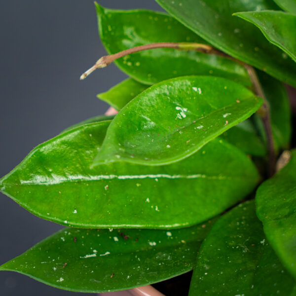 hoya-fungii-of-carnosa-hybrid hoya-fungii-of-carnosa-hybrid