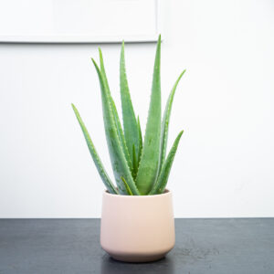 aloes-zwyczajny-aloe-vera