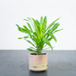 palma-madagaskaru-baby-pachypodium-lamerei