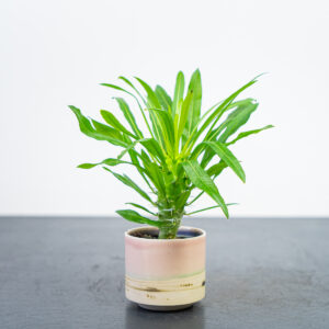 palma-madagaskaru-baby-pachypodium-lamerei