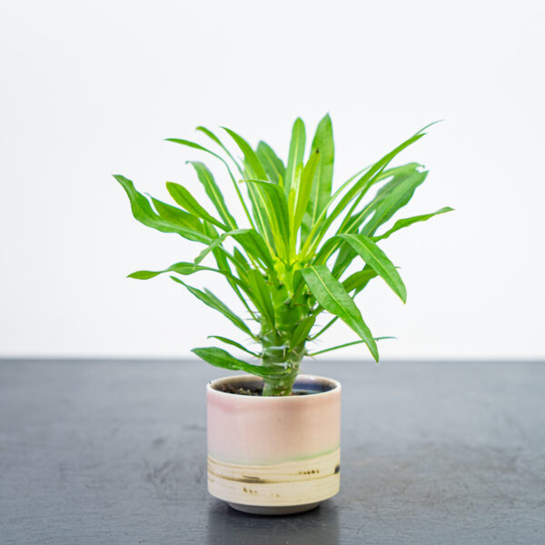palma-madagaskaru-baby-pachypodium-lamerei palma-madagaskaru-baby-pachypodium-lamerei