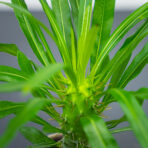 palma-madagaskaru-baby-pachypodium-lamerei