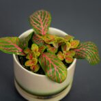 fittonia-mosaic-skeleton-baby