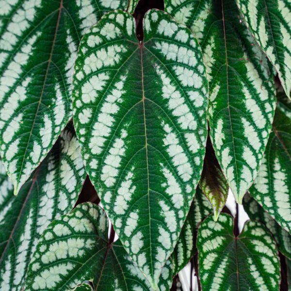 cissus-discolor cissus-discolor