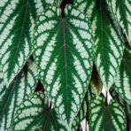 cissus-discolor