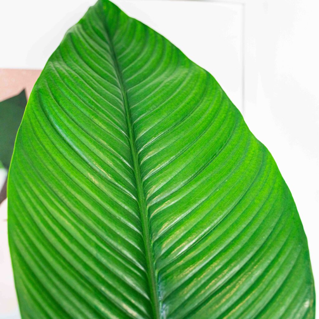 skrzydlokwiat-sensation-spathiphyllum