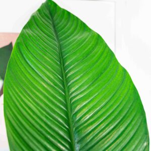 skrzydlokwiat-sensation-spathiphyllum