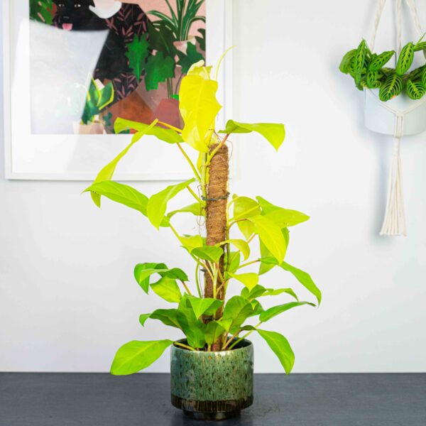philodendron-malay-gold-na-paliku philodendron-malay-gold-na-paliku