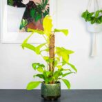 philodendron-malay-gold-na-paliku