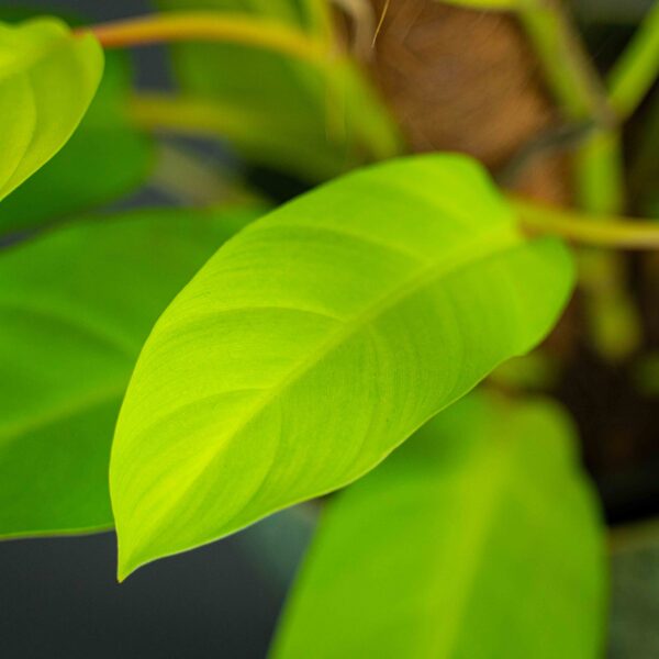 philodendron-malay-gold-na-paliku philodendron-malay-gold-na-paliku