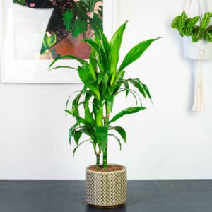 dracena-fragrans-janet-craig-dracaena