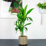 dracena-fragrans-janet-craig-dracaena