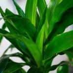 dracena-fragrans-janet-craig-dracaena