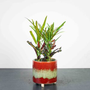 codiaeum-variegatum-zanzibar-kroton