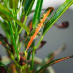 codiaeum-variegatum-zanzibar-kroton