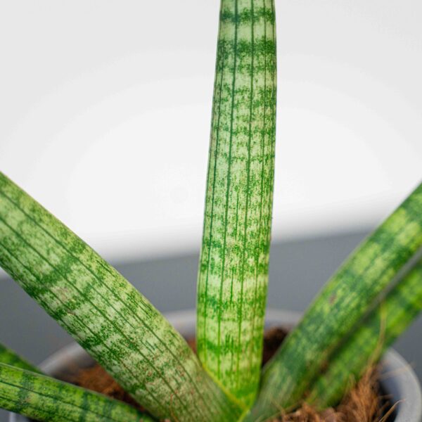 sansevieria-cylindrica-skyline sansevieria-cylindrica-skyline